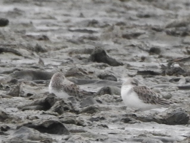 Rotkehl-Strandläufer - ML331960561