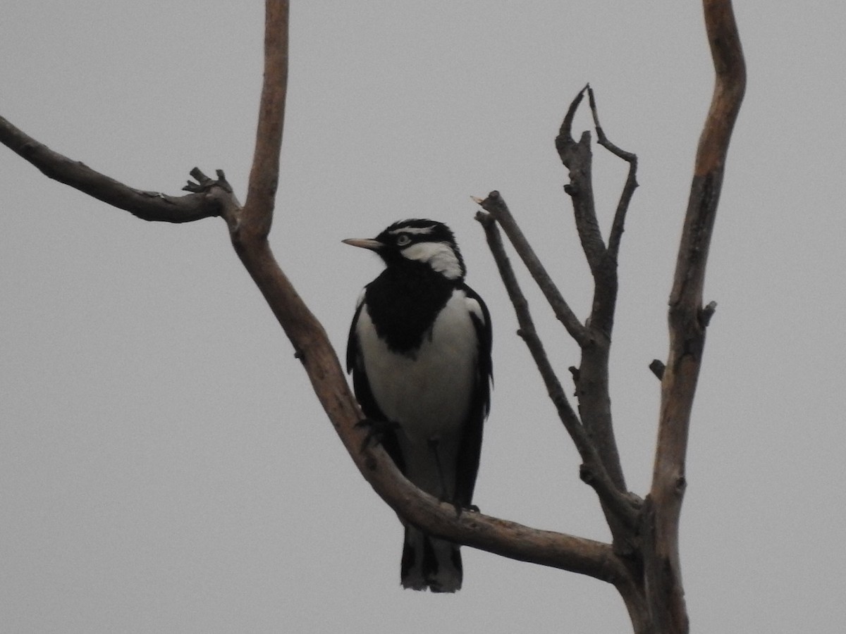 Magpie-lark - ML331960591