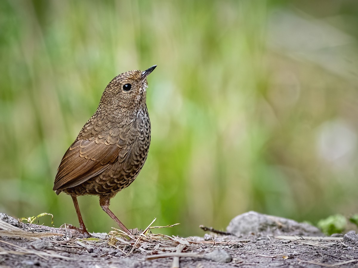 Immaculate Cupwing - Arpan Saha