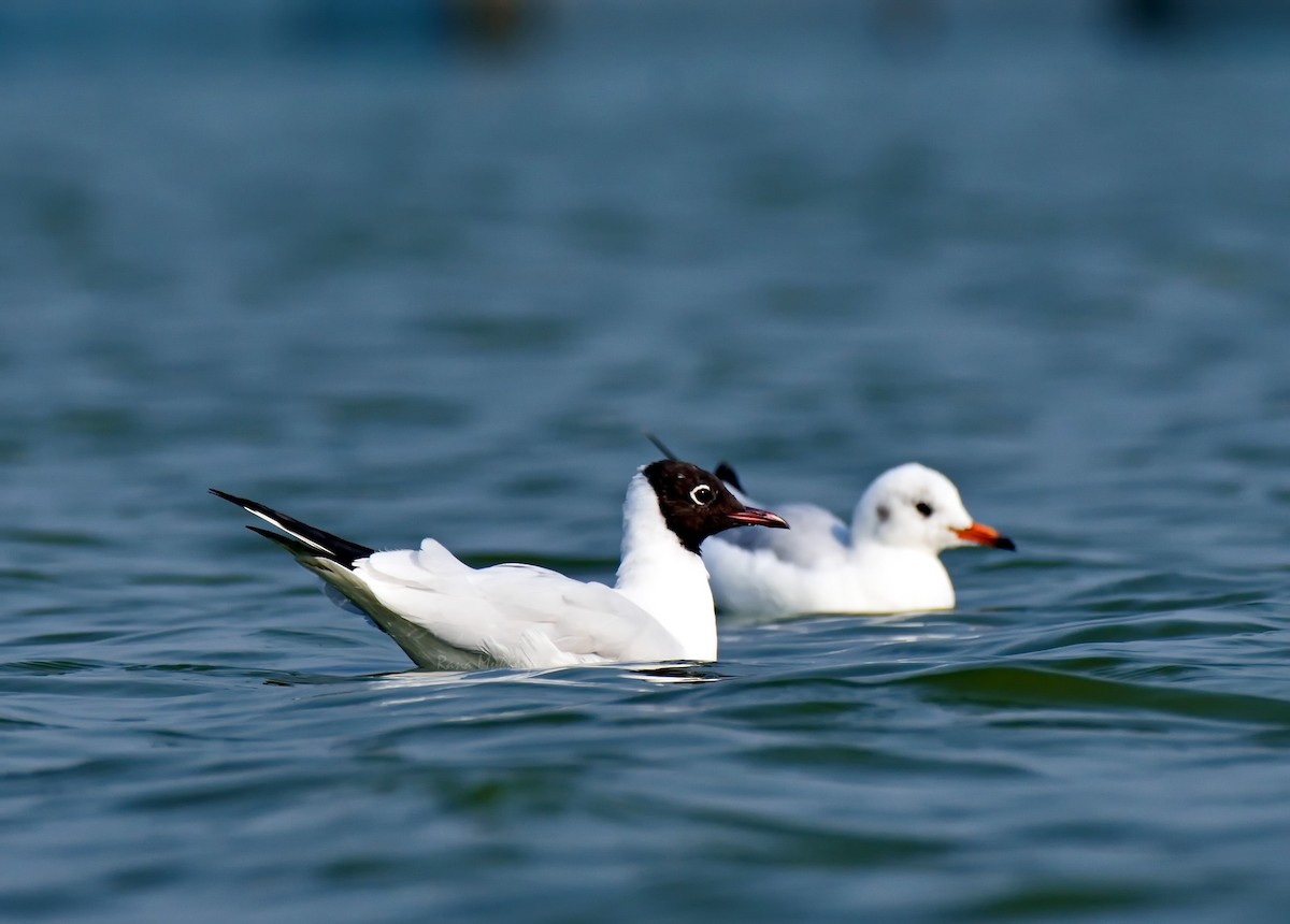 Mouette rieuse - ML331961261