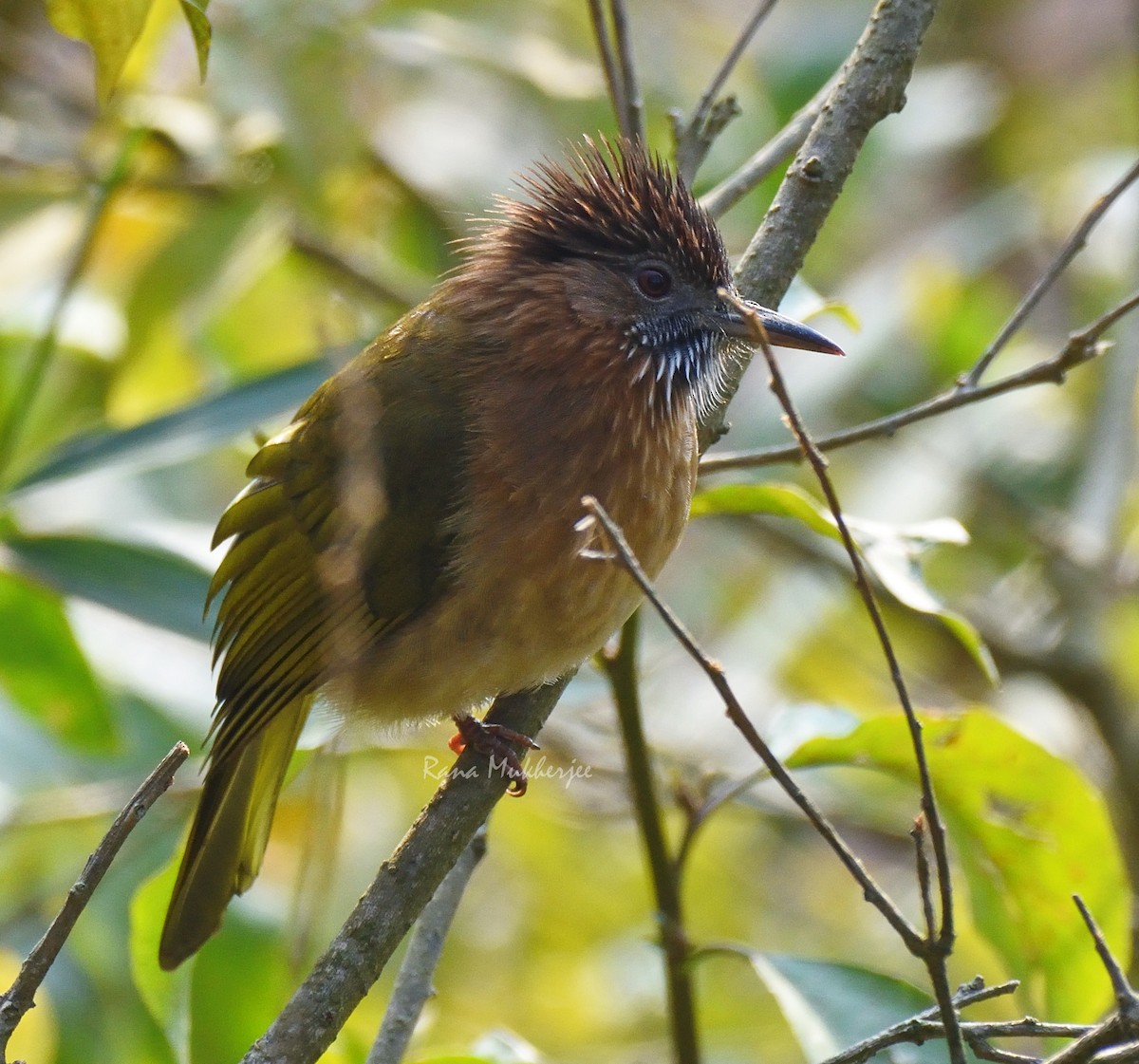 Mountain Bulbul - Rana Mukherjee