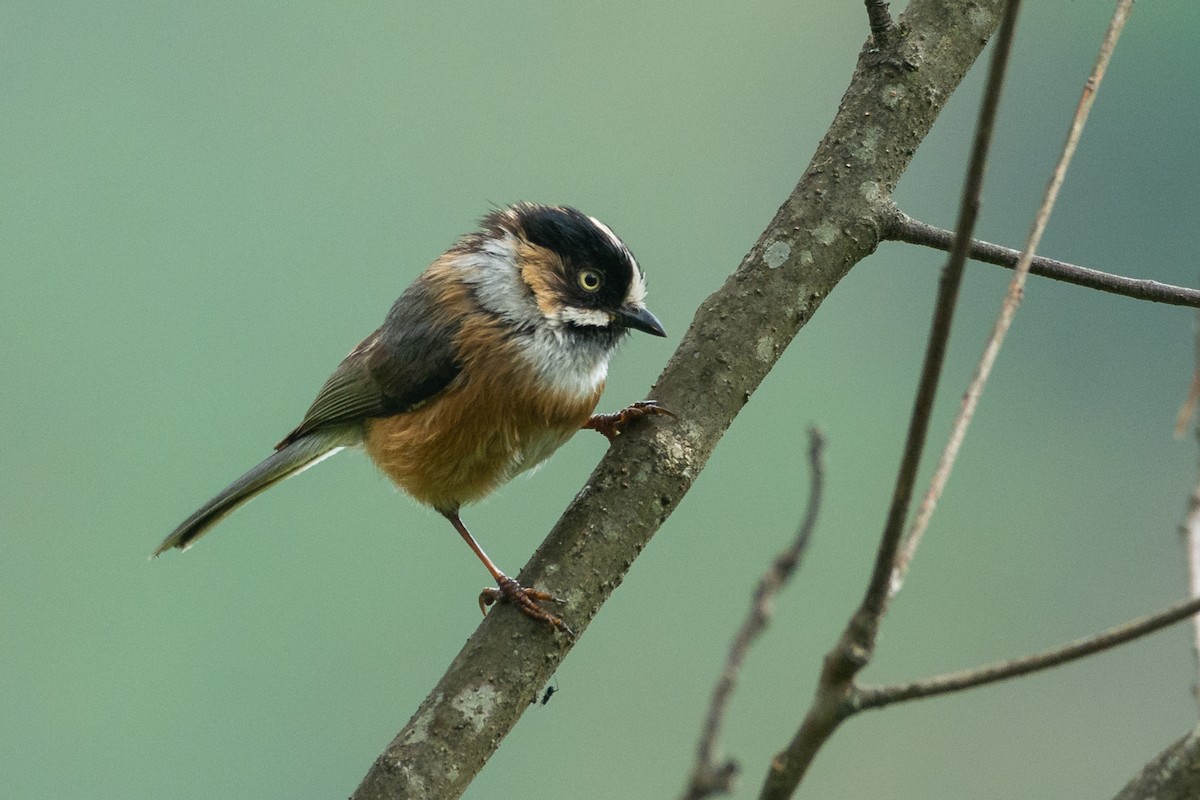 Black-browed Tit (Black-browed) - ML331963411