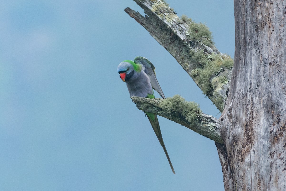 Derbyan Parakeet - ML331964531