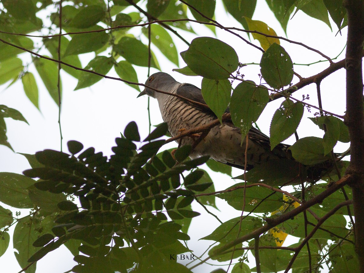 Indian Cuckoo - ML331964841