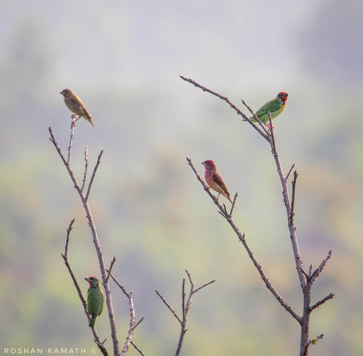 Malabar Barbet - ML331965041