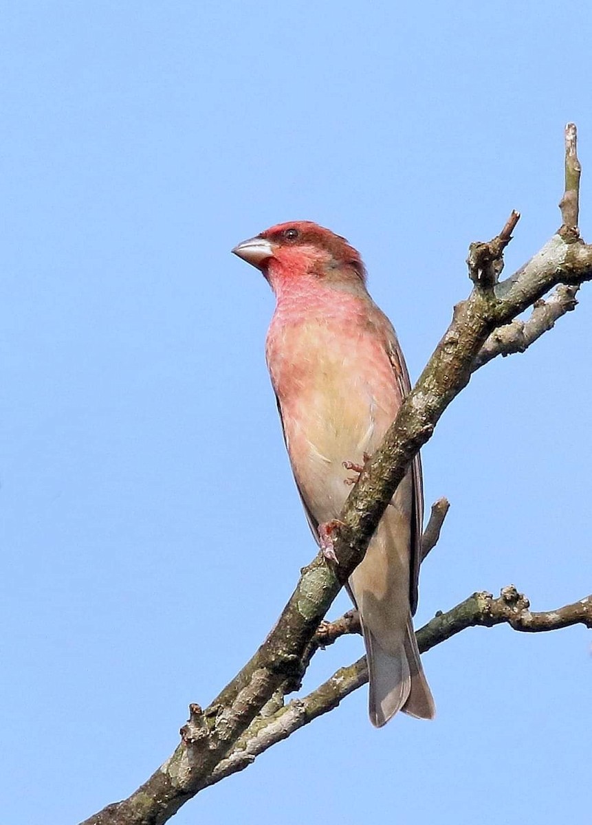 Common Rosefinch - ML331965271