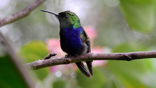 kolibřík nymfový - ML331967231