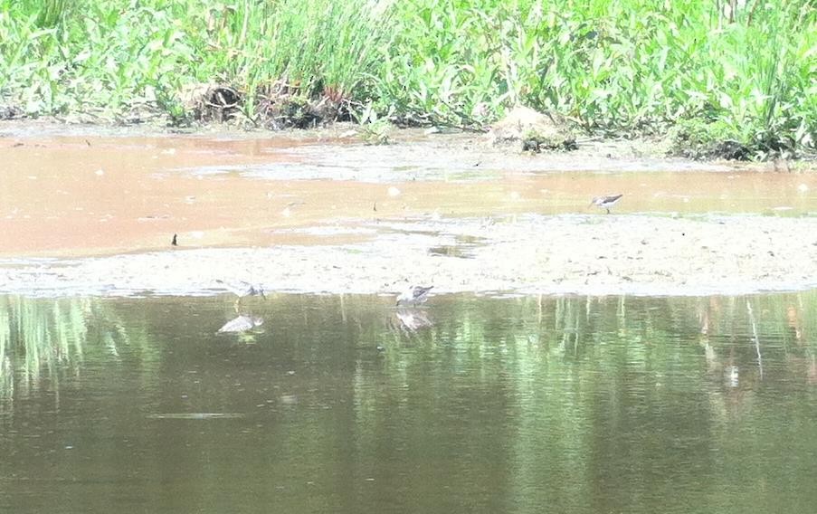 Stilt Sandpiper - Elton Morel