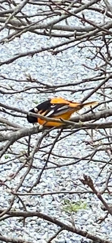 Baltimore Oriole - ML331971431