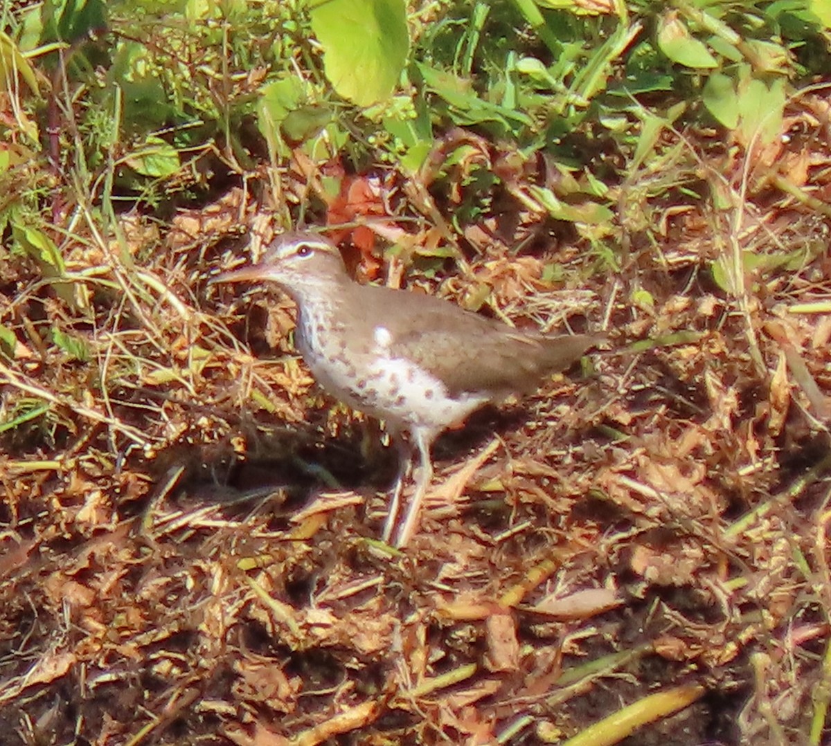 Spotted Sandpiper - ML331973901