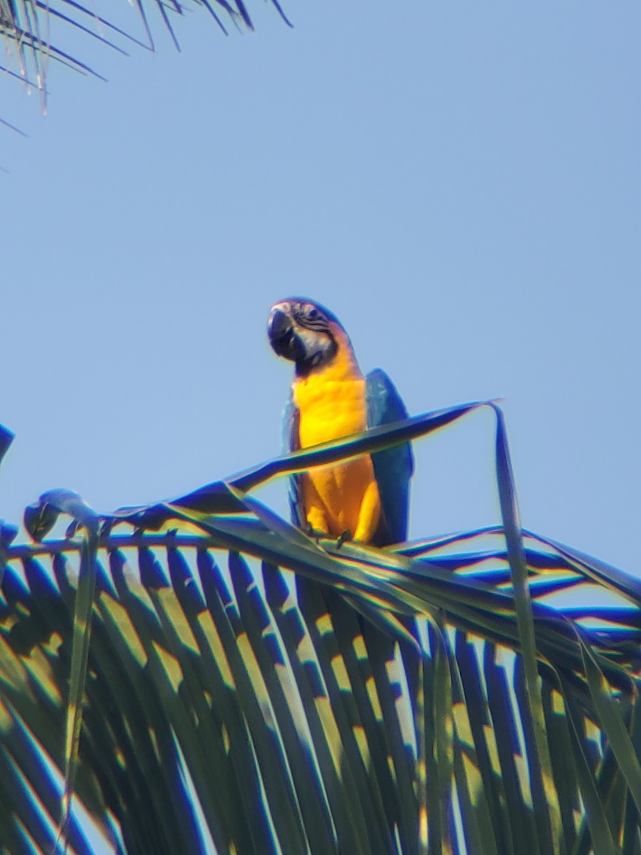 Blue-and-yellow Macaw - ML331974681