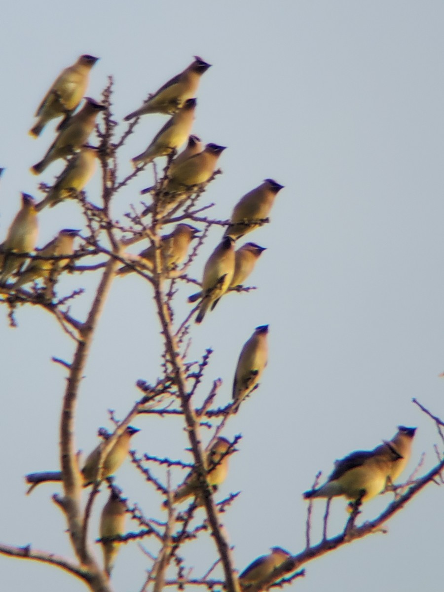 Cedar Waxwing - ML331975211