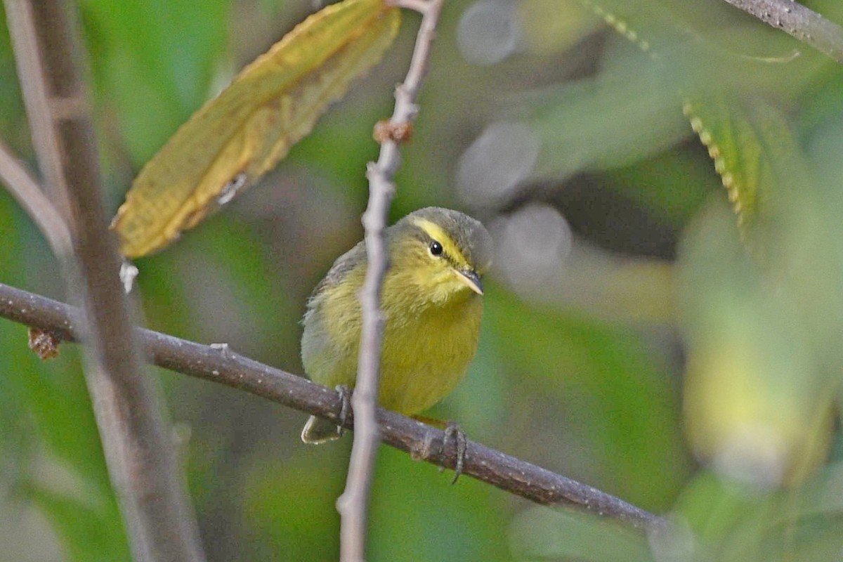 キバラムシクイ（affinis/perflavus） - ML331976261