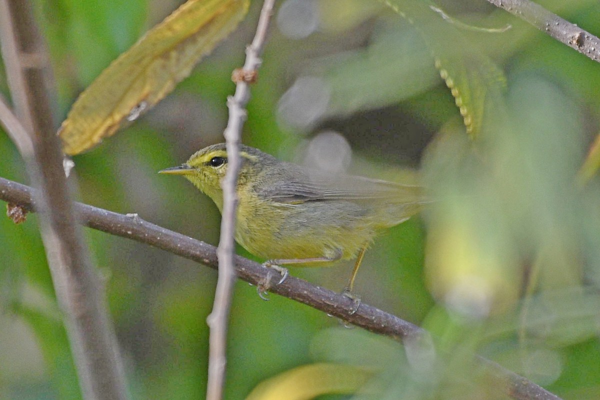 キバラムシクイ（affinis/perflavus） - ML331976271