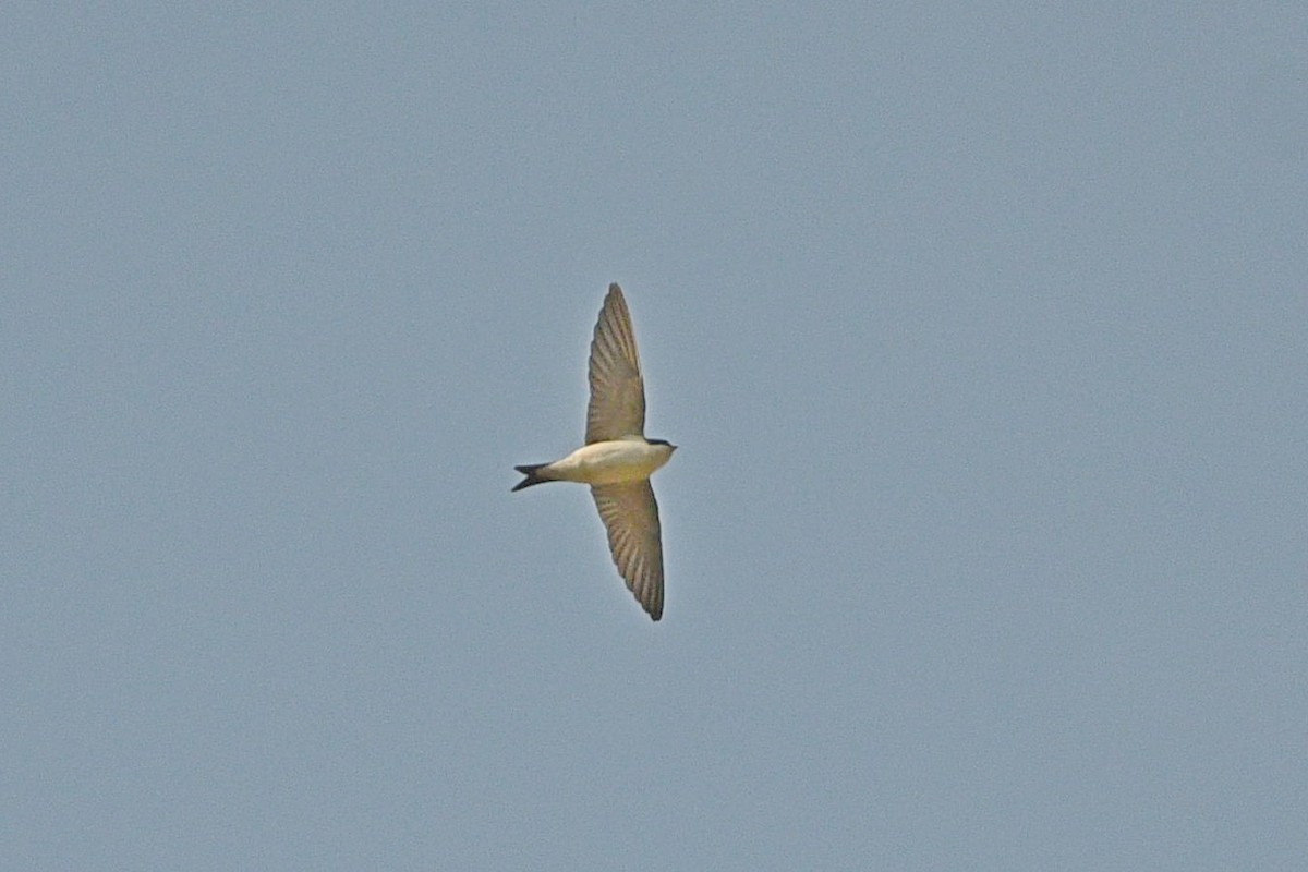 Western House-Martin - ML331976371