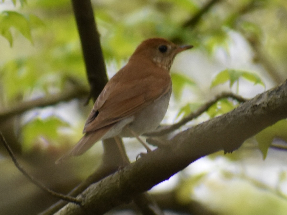 Veery - ML331977451