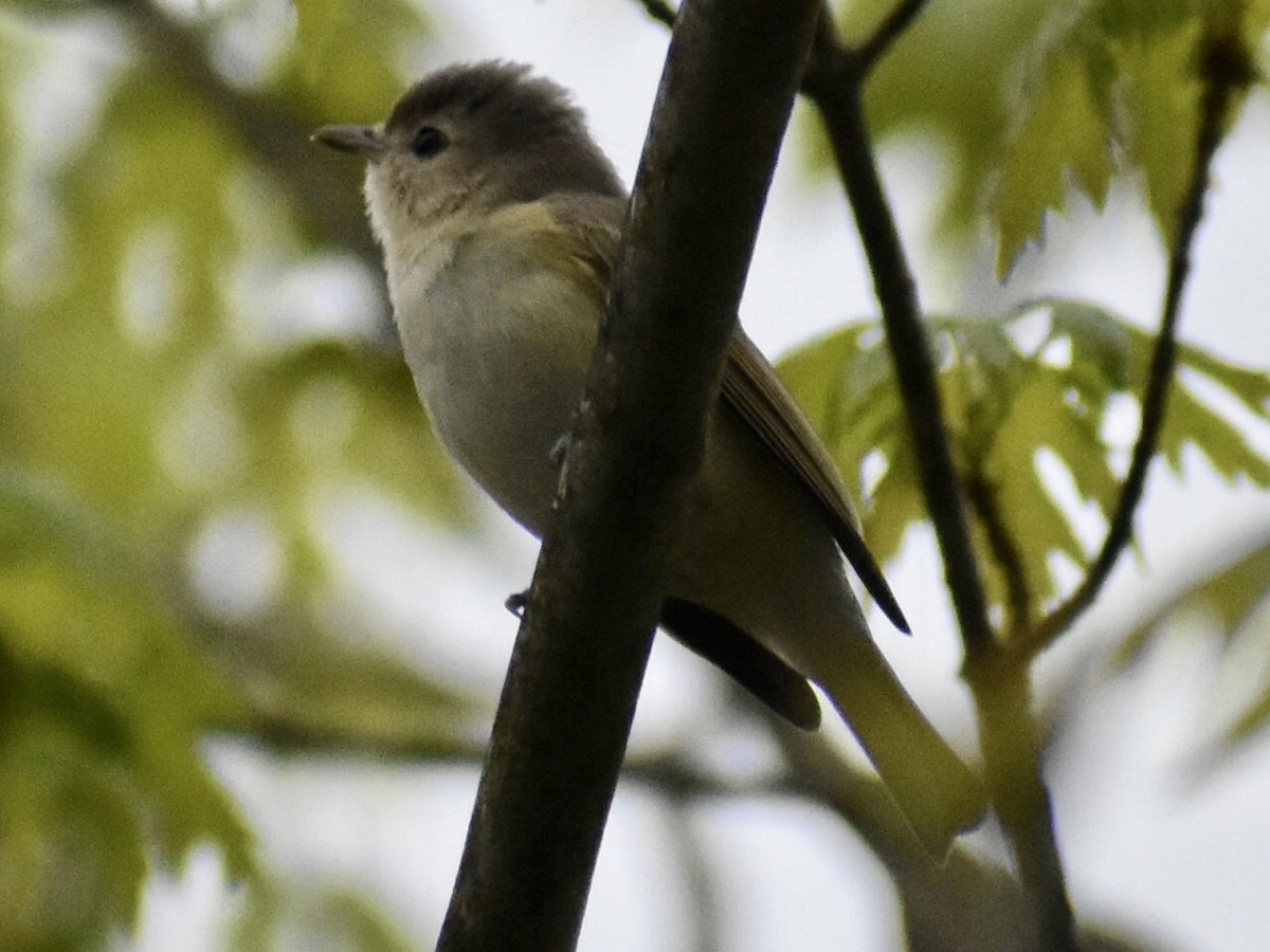 Warbling Vireo - ML331977491