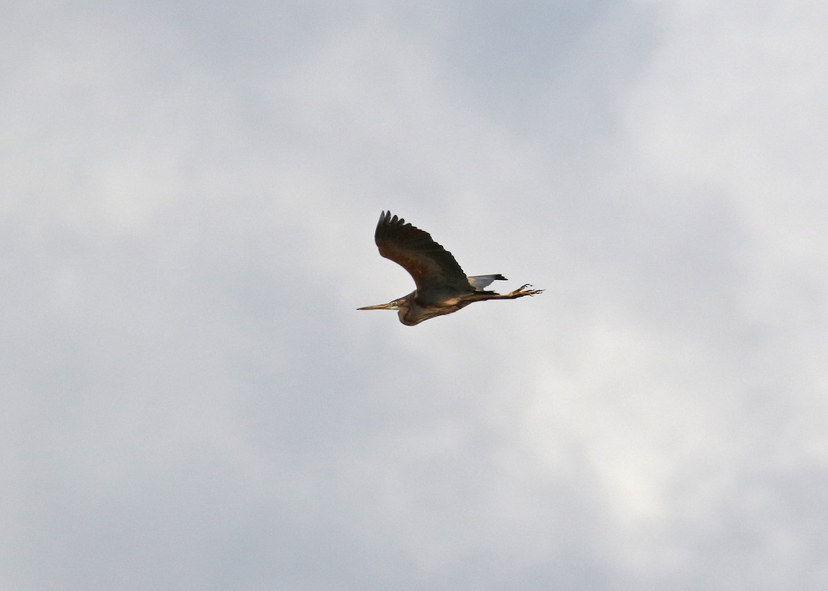 Зээрд дэглий - ML331977661