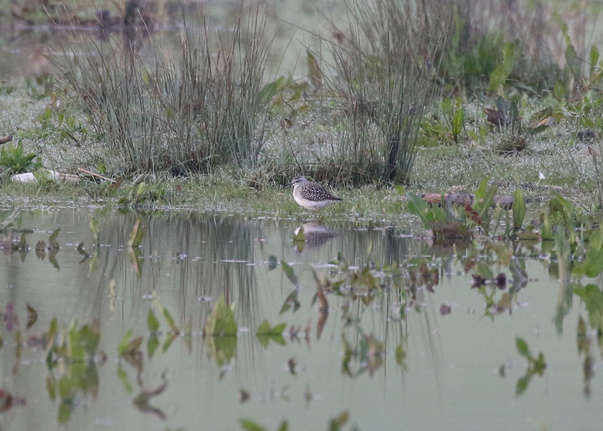 Шугуйн хөгчүү - ML331978161