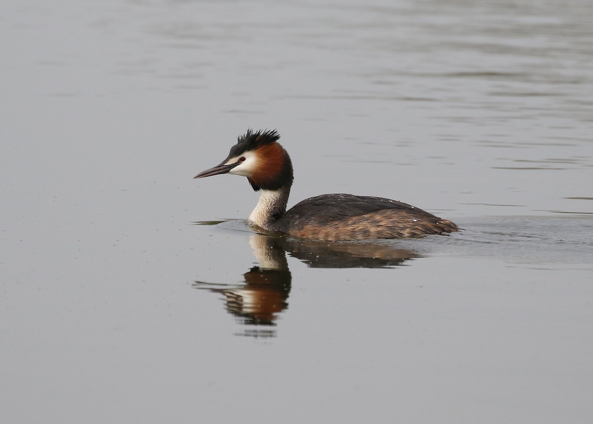 Отгот шунгуур - ML331978831