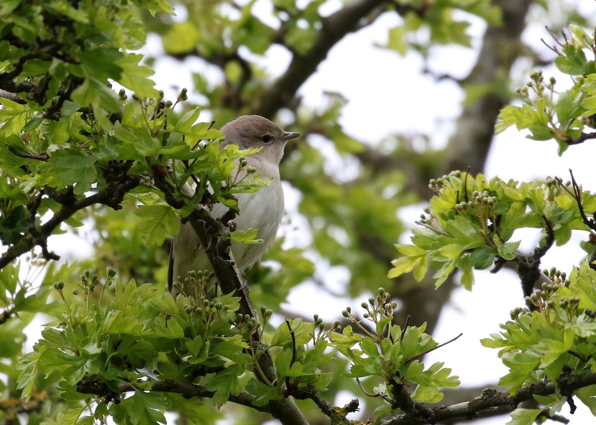 Бутны зэржгэнэ - ML331979101