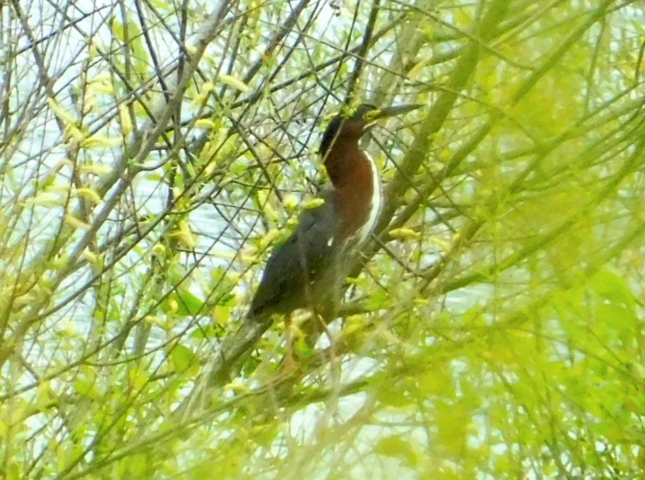 Green Heron - ML331979541