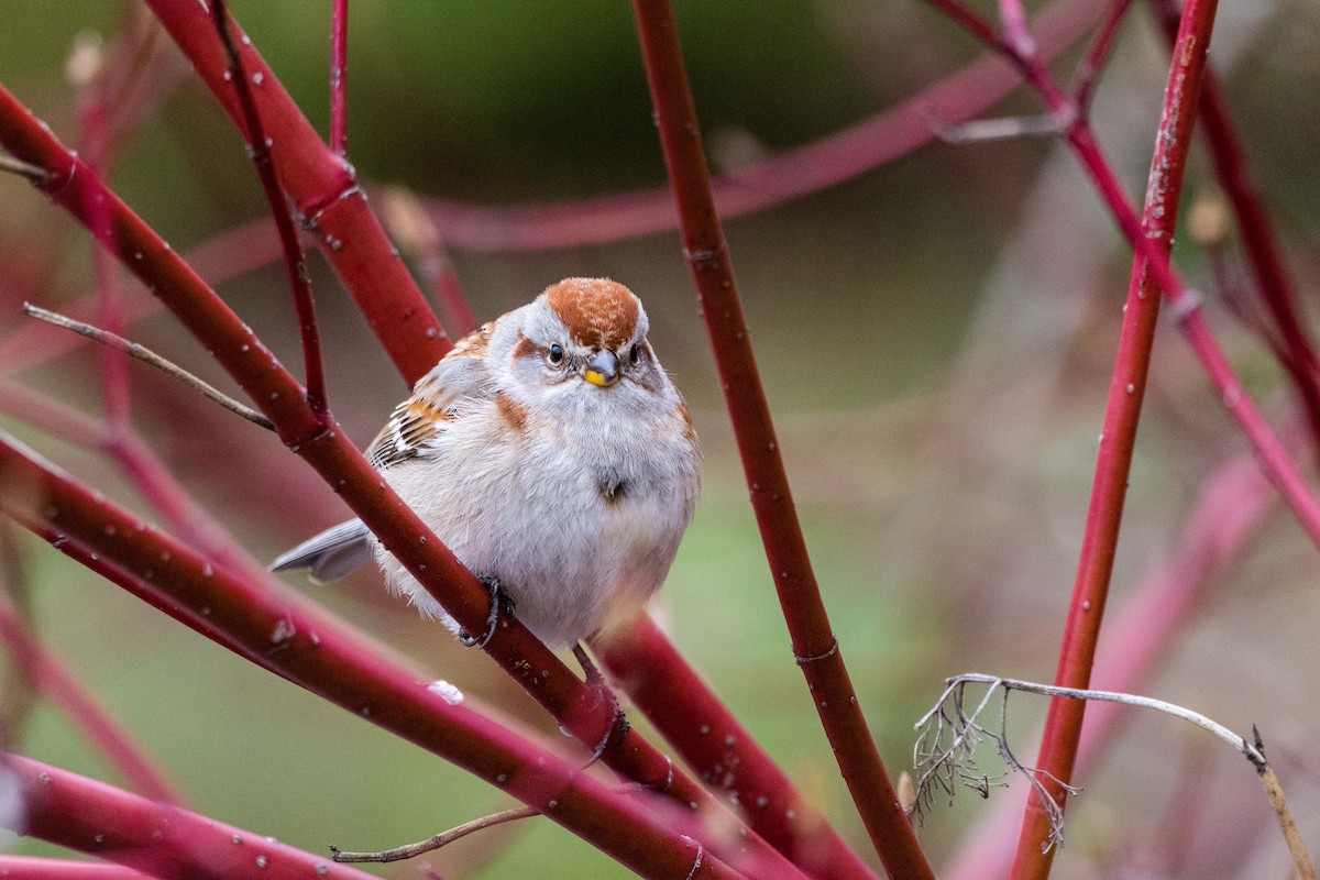American Tree Sparrow - ML331981571