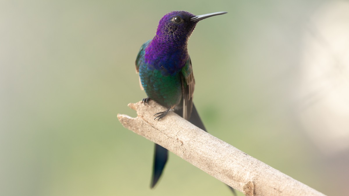 Swallow-tailed Hummingbird - ML331984161