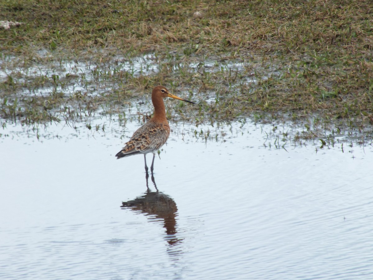 Black-tailed Godwit - ML33198471