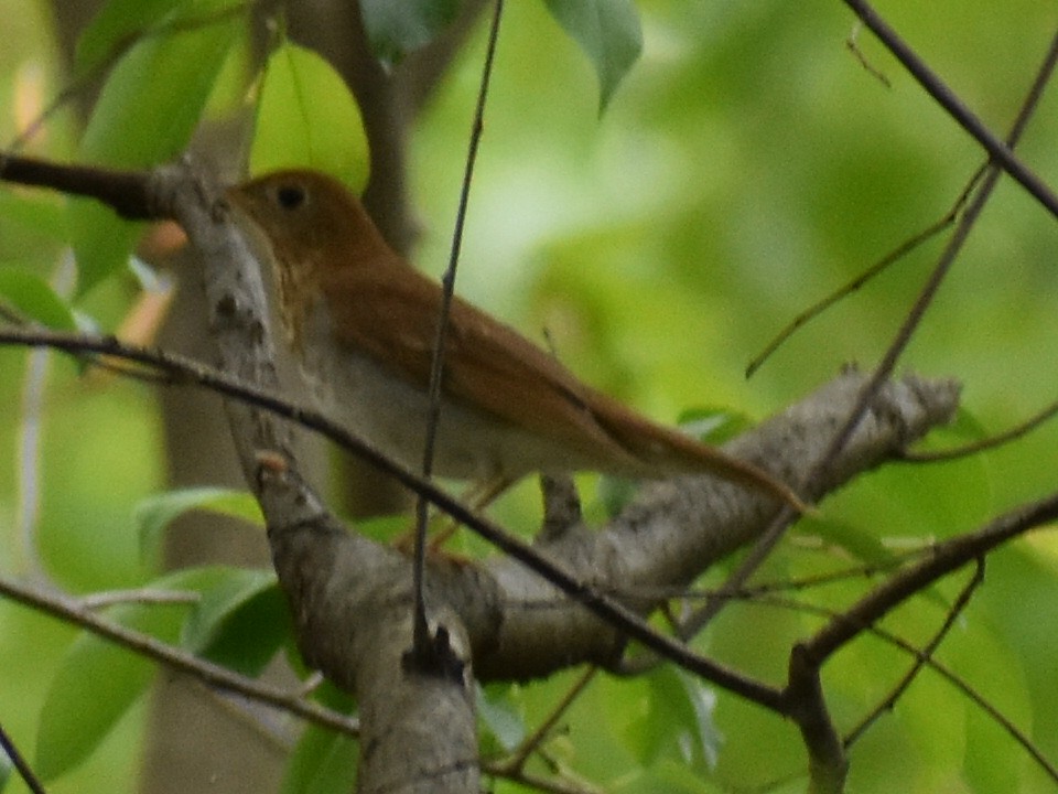 Veery - ML331986121