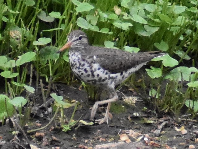 Spotted Sandpiper - ML331986181