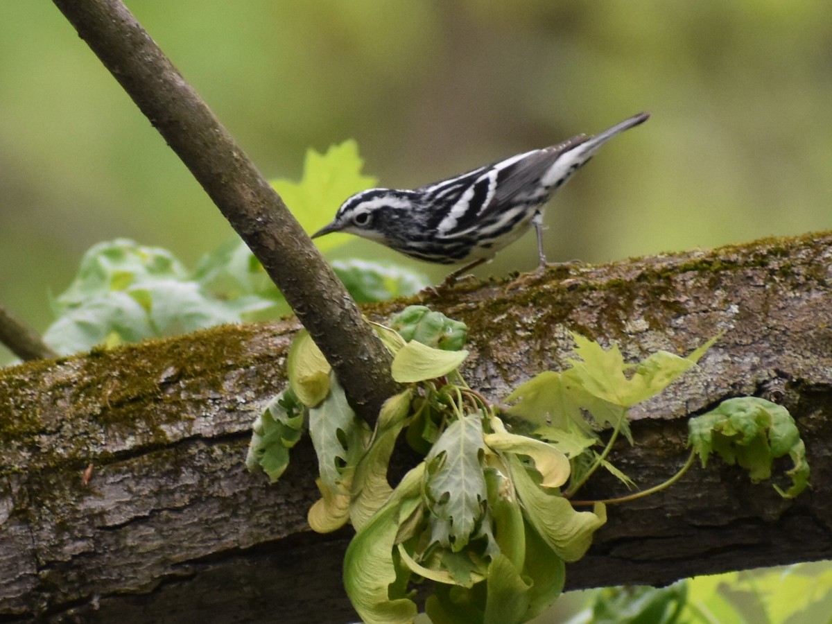 Black-and-white Warbler - ML331986221