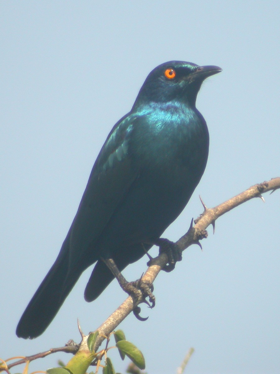 Black-bellied Starling - Benoit Maire