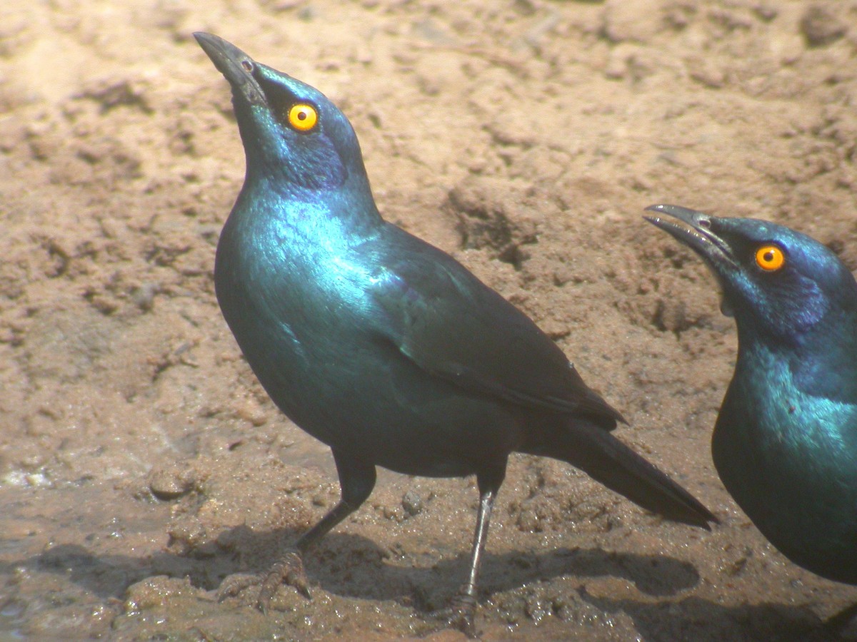 Black-bellied Starling - ML331987441