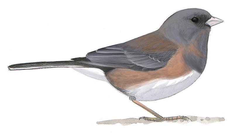 Dark-eyed Junco (cismontanus) - ML331987611