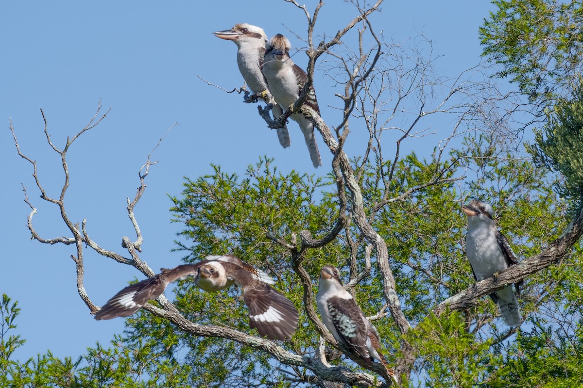 Laughing Kookaburra - Terence Alexander