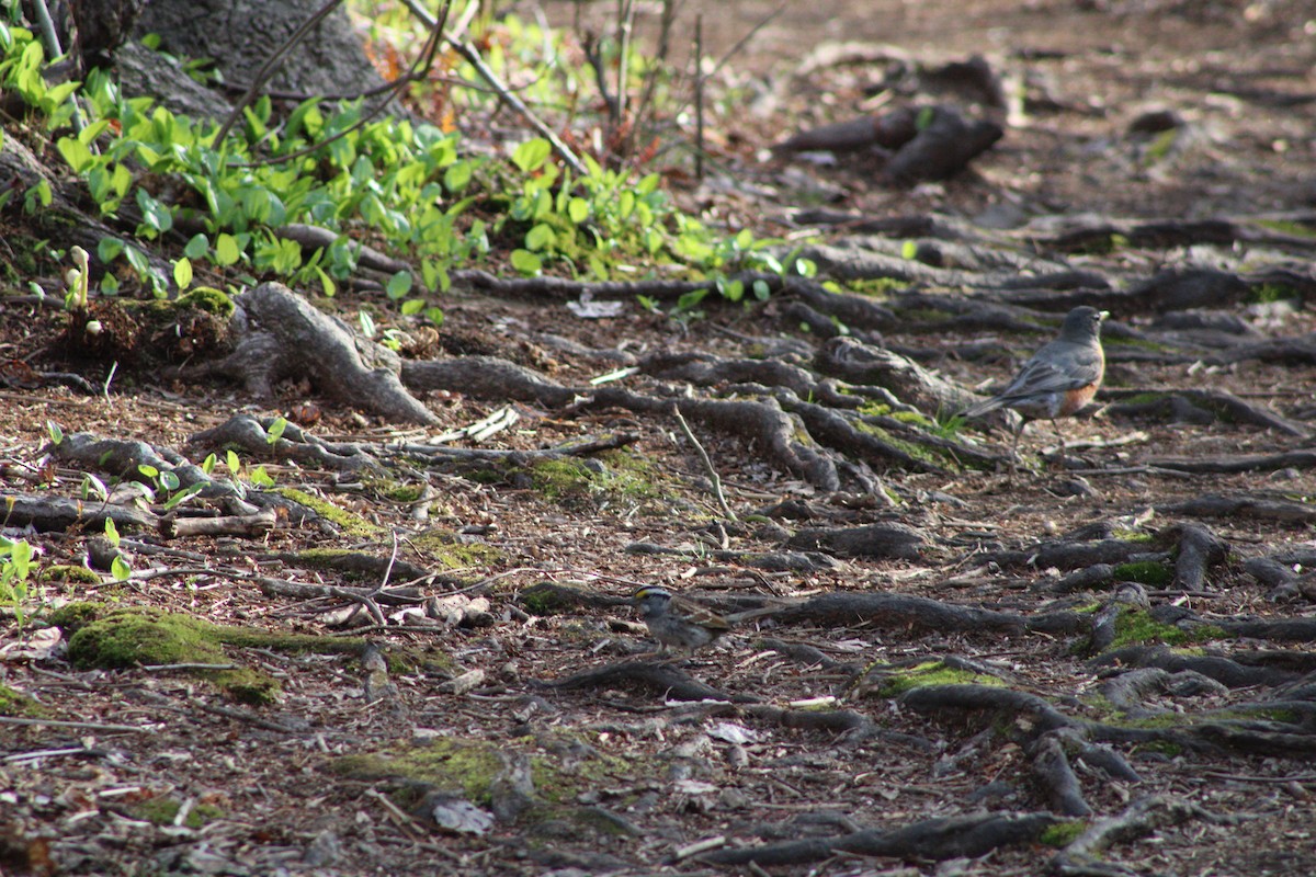 American Robin - ML331988331