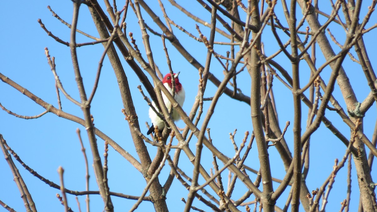 Pic à tête rouge - ML331988641