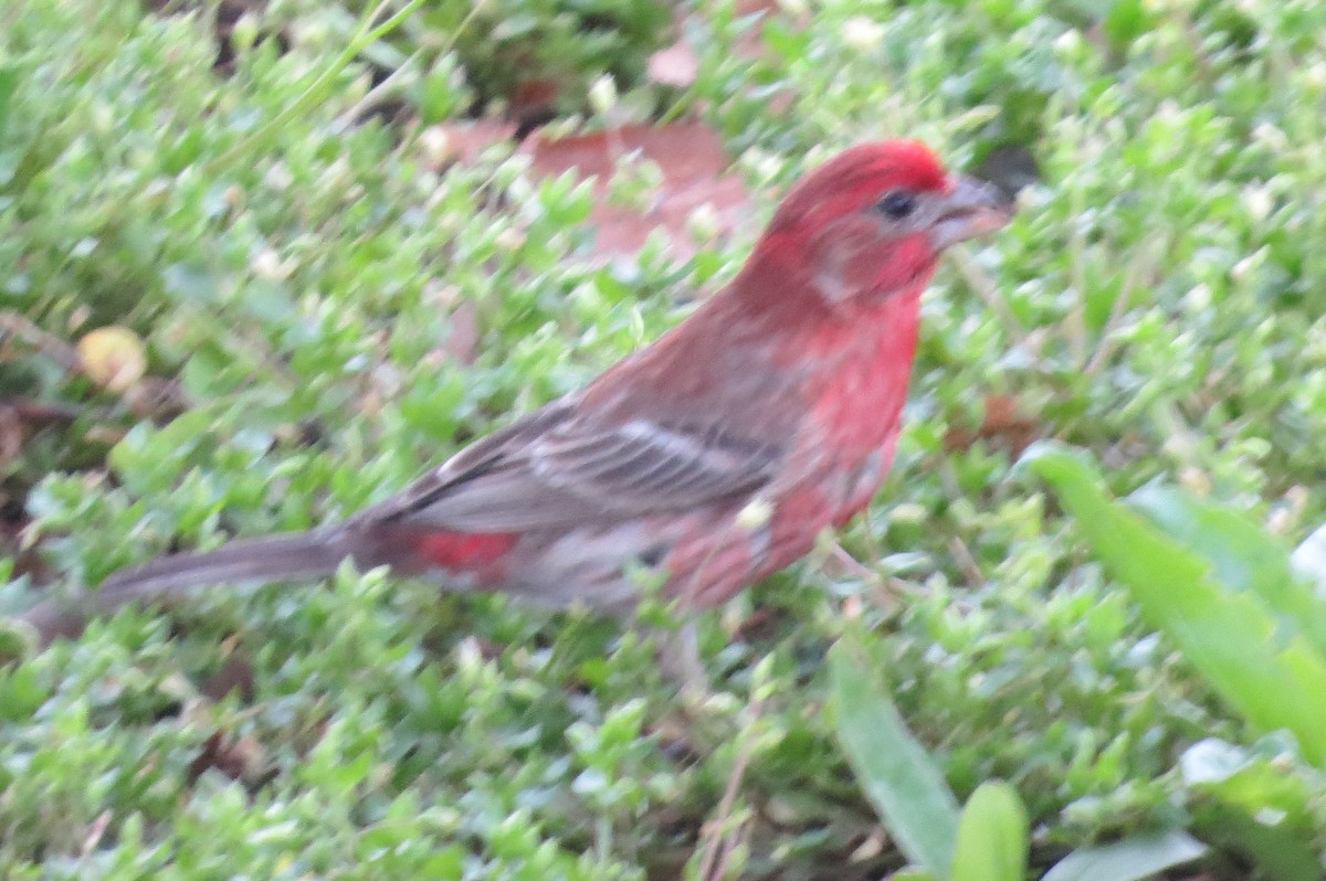 House Finch - ML331989921