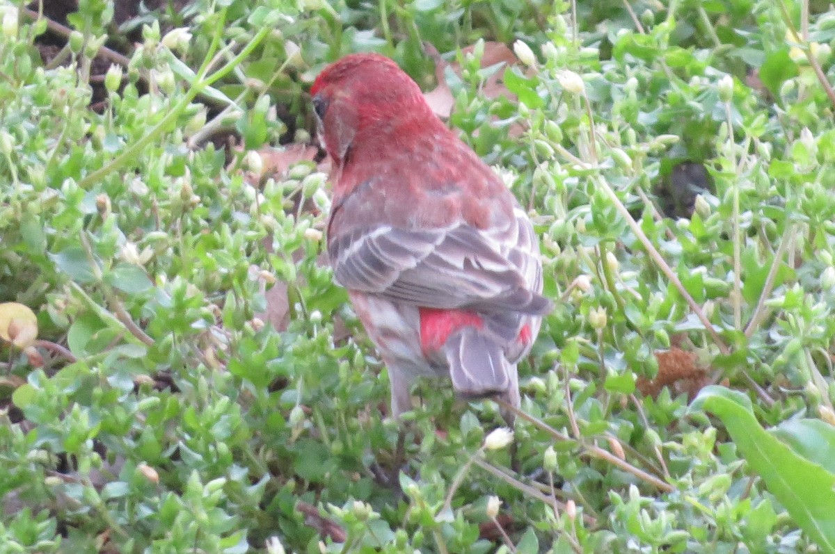 House Finch - ML331989931