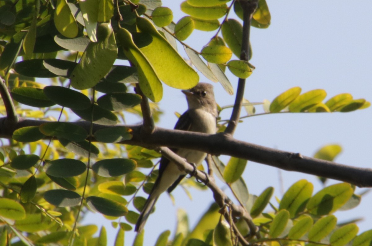 Willow Flycatcher - ML33199141