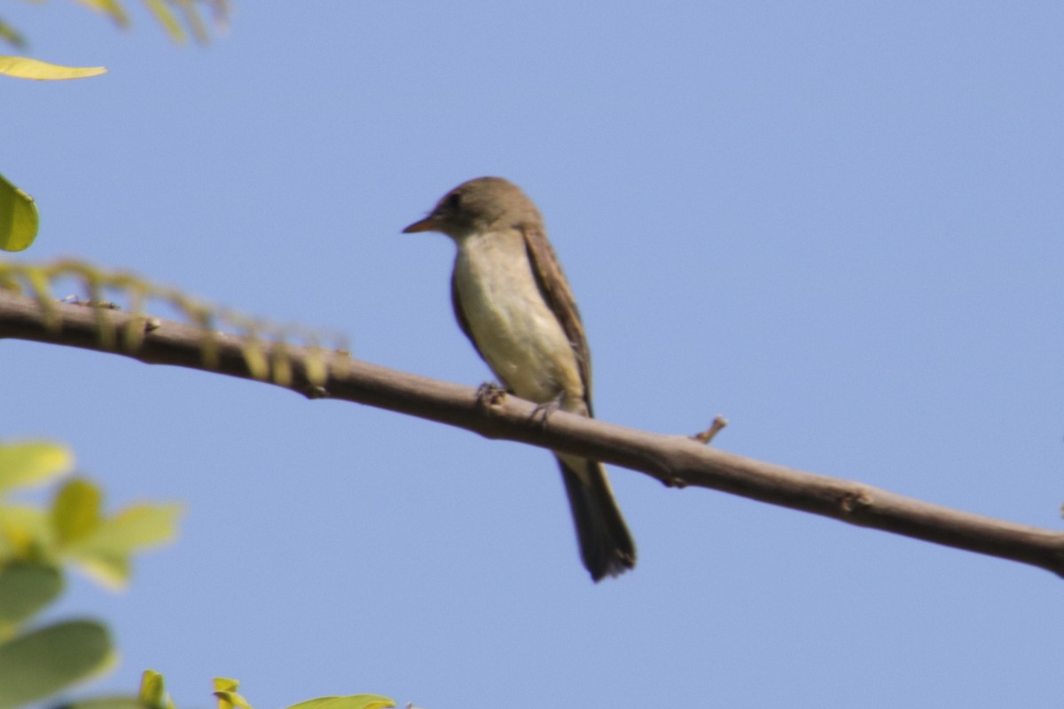 Willow Flycatcher - ML33199151