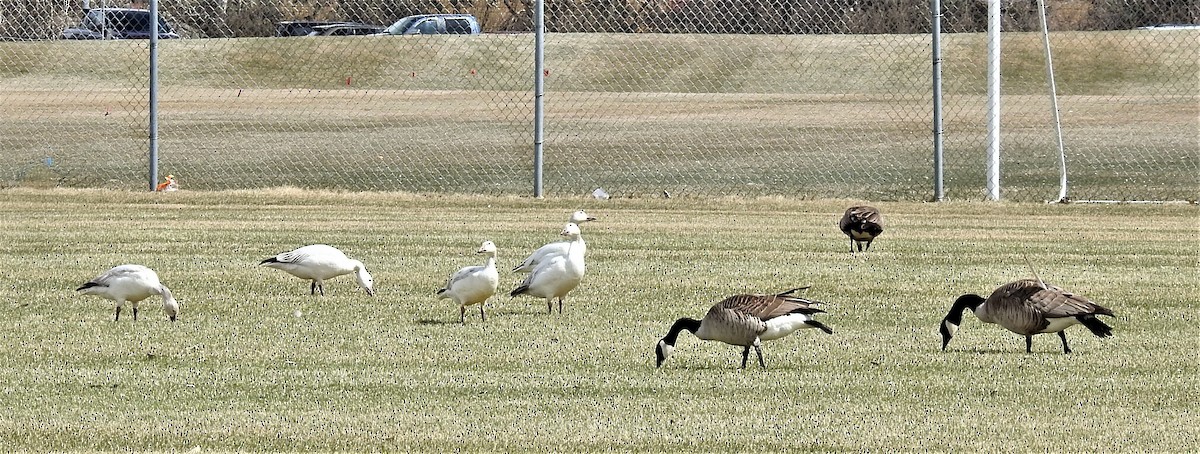 Snow Goose - ML331991821