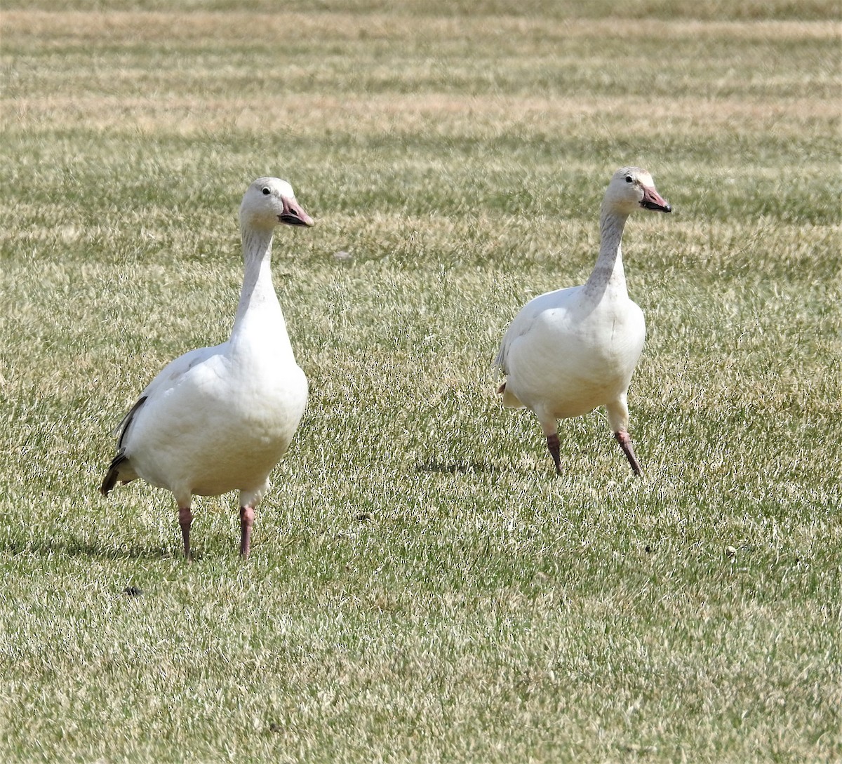 Snow Goose - ML331991861