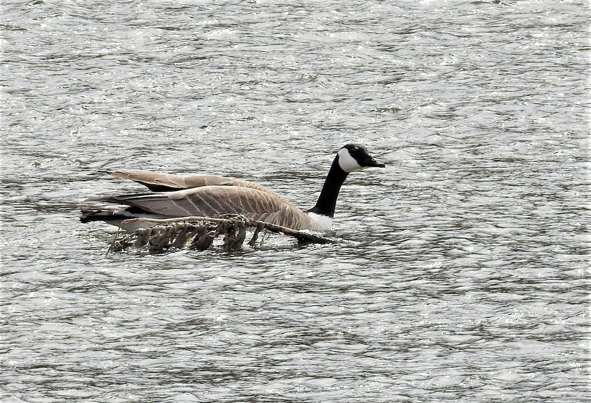 Canada Goose - ML331991941
