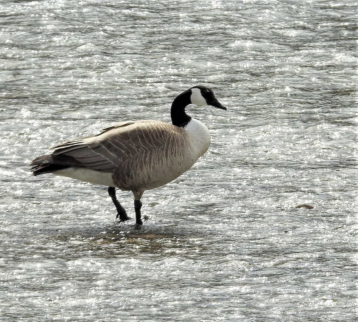 Canada Goose - ML331991971