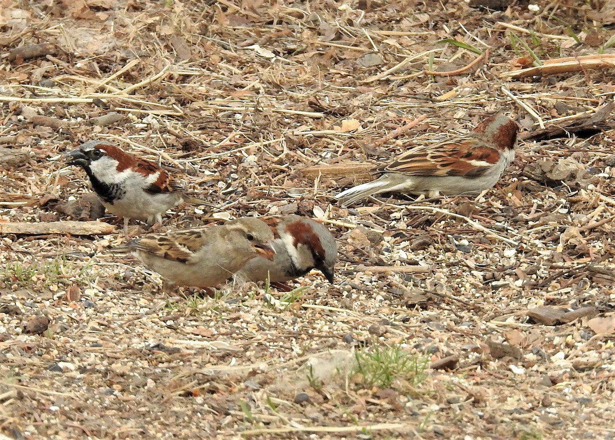 House Sparrow - ML331992011