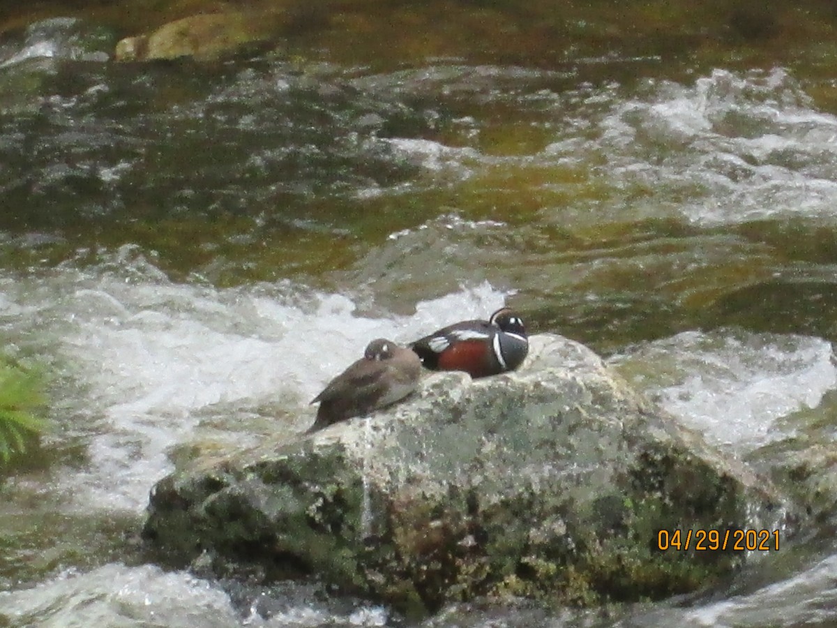Harlequin Duck - ML331993021
