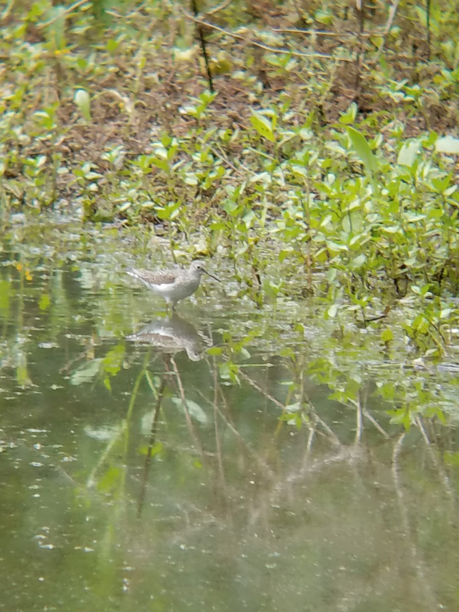 Solitary Sandpiper - ML331993111