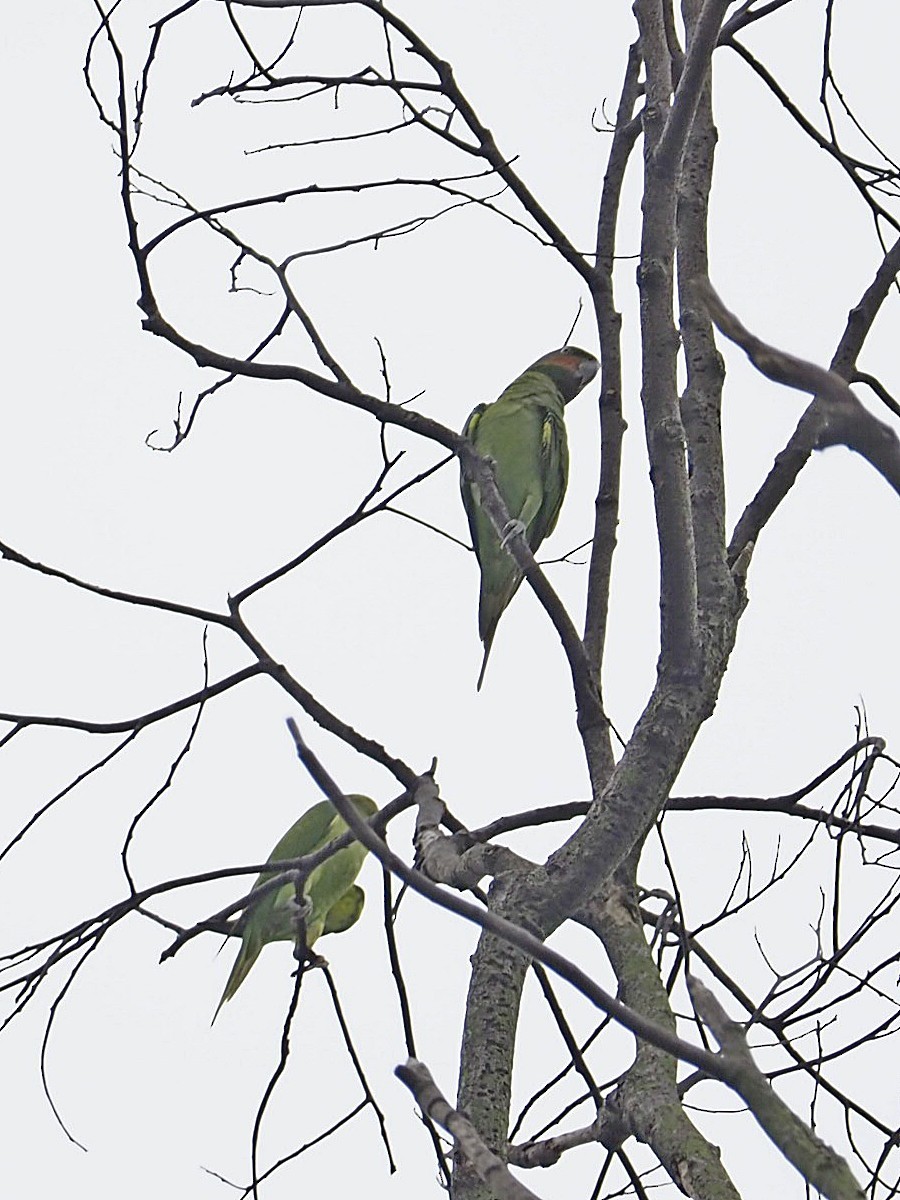 Long-tailed Parakeet - Sue Chew Yap